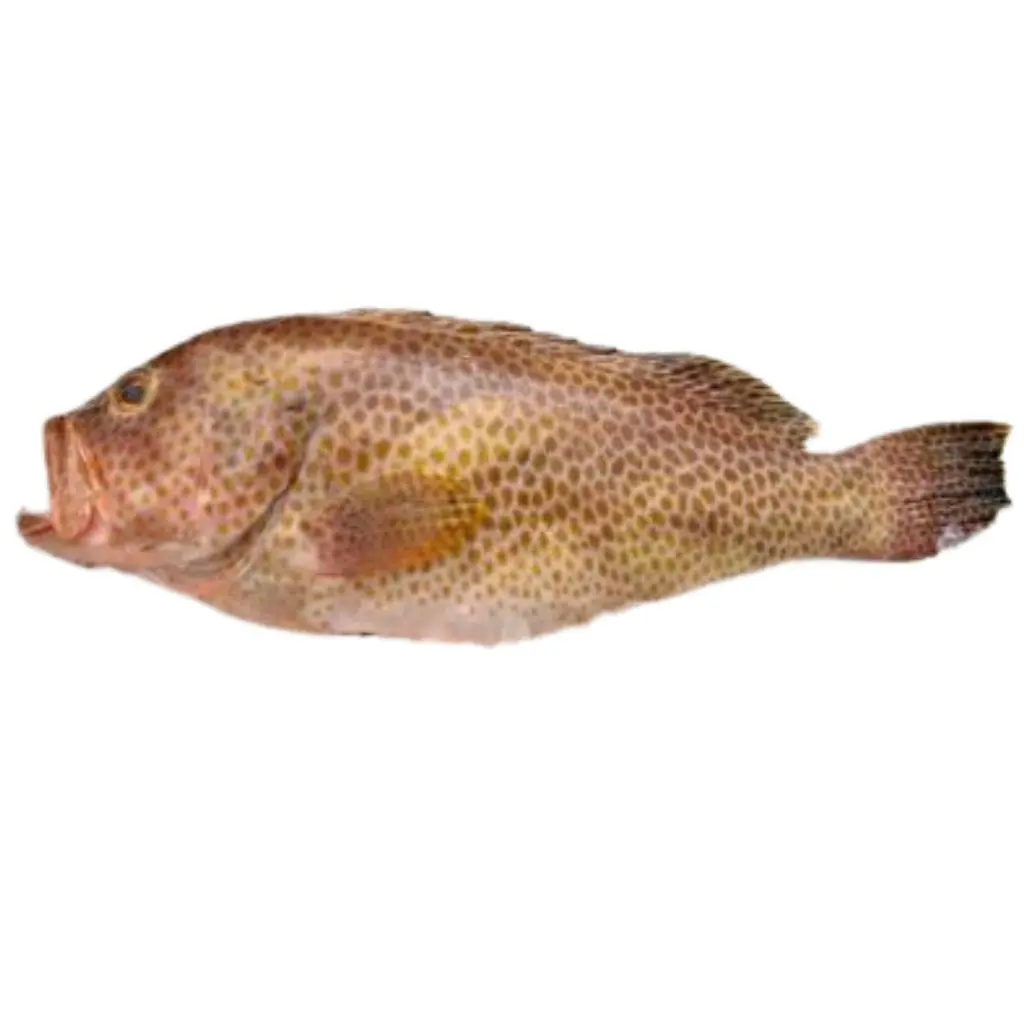 Hammour Fish